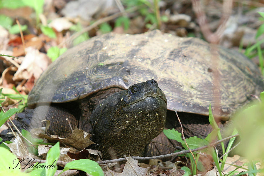 Wise Old Turtle Photograph by Sarah Lalonde - Fine Art America