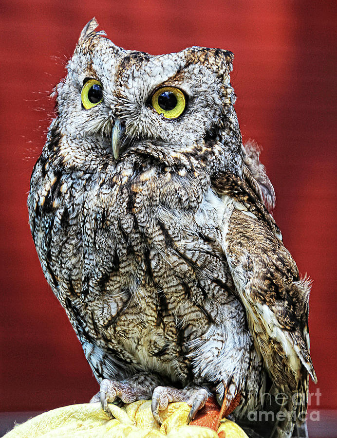 Wise Owl Photograph by Anna Sheradon