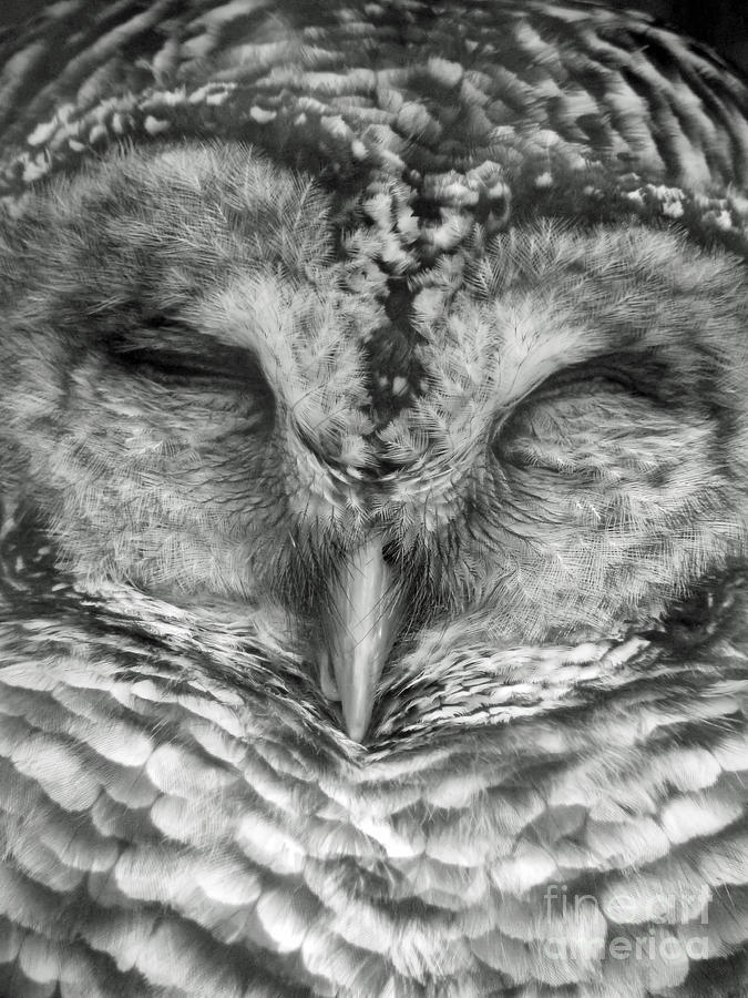 Wise Owl Sleeping Photograph by Beth Myer Photography