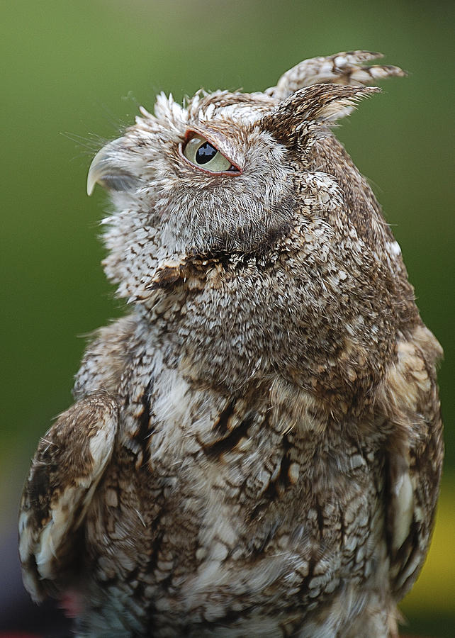 Wise Screech Owl Photograph by Patricia Bolgosano