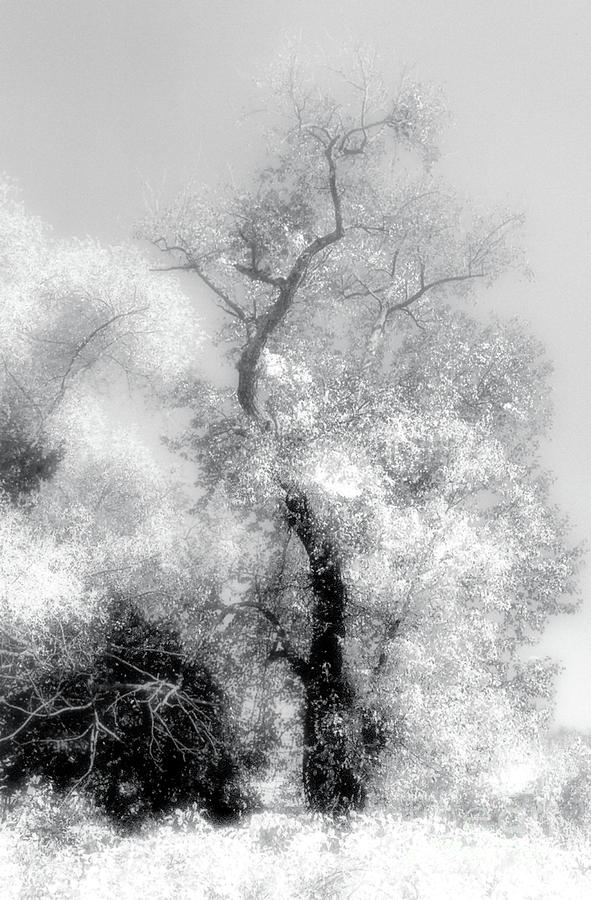Wise Tree Photograph by Raymond Earley