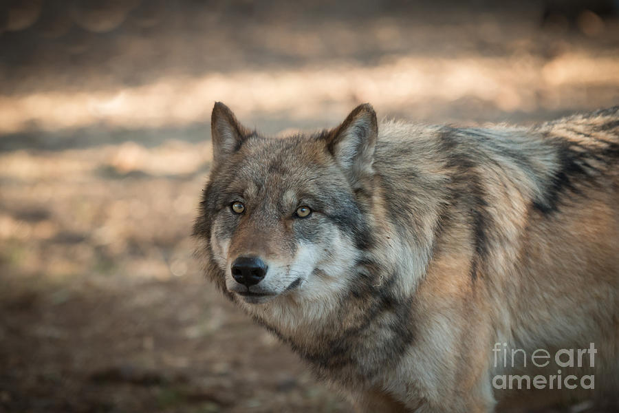 Wolves Photograph - Wise Wolf by Ana V Ramirez
