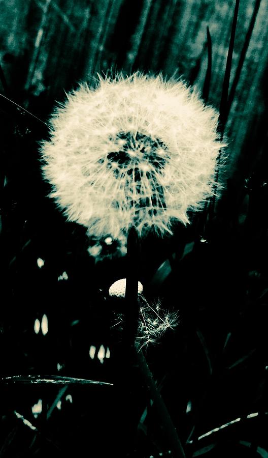 Nature Photograph - Wish by Kelly Grimes