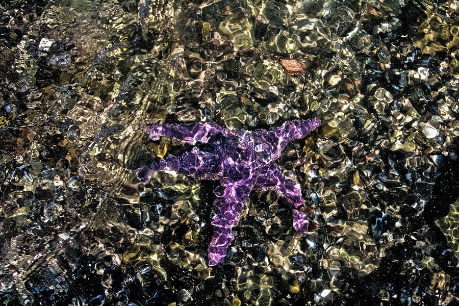 Fish Photograph - Wish Upon A Starfish by Rosemary McGahey