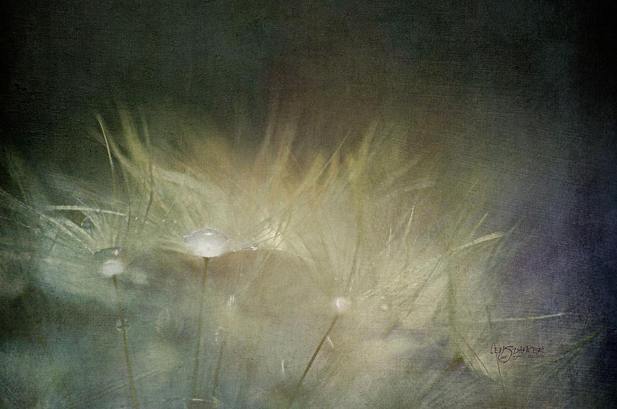 Dandelions Photograph - Wishes Are Ready by Joy Gerow Dandelions Photograph - Wishes Are Ready by Joy Gerow