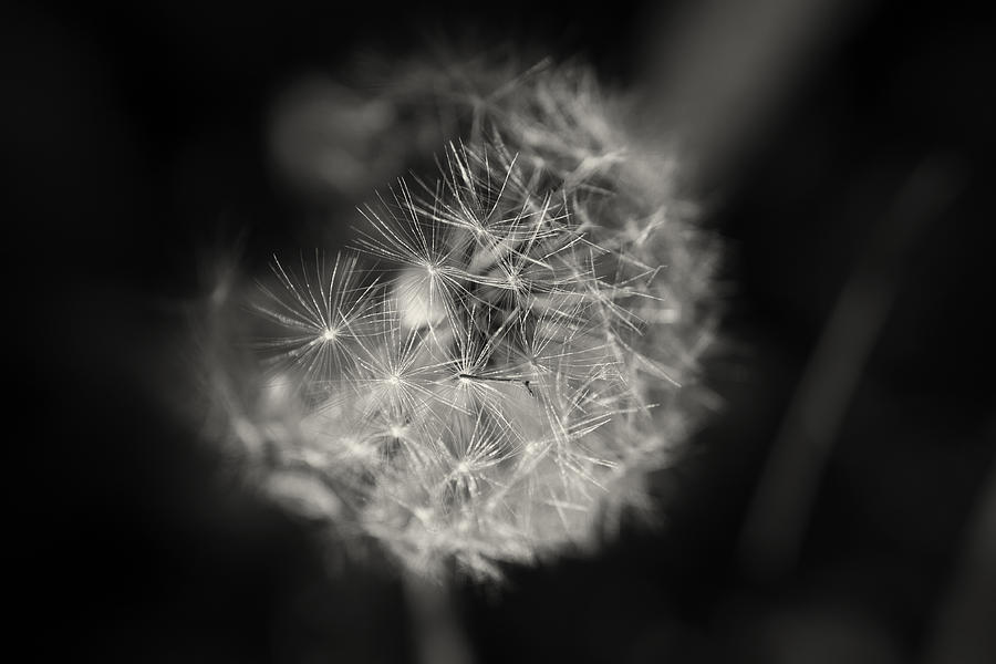 Wishes Photograph by Sarah Boyd - Fine Art America