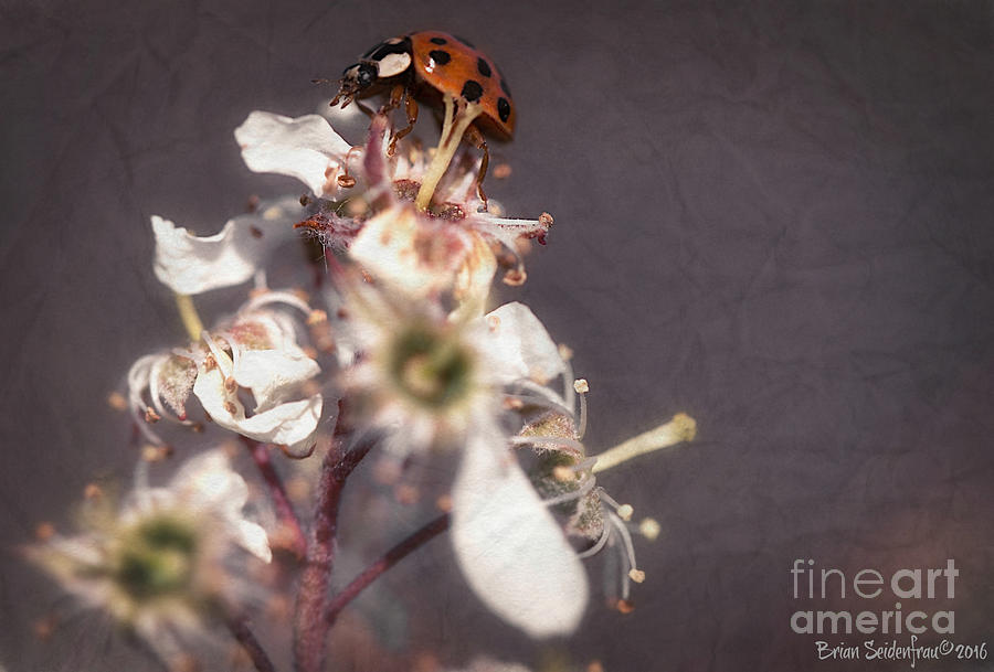 Ladybug Photograph - Wishful Thinking by Brian  Seidenfrau