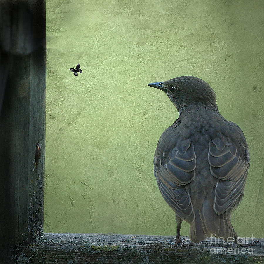 Blackbird Photograph - Wishful Thinking by Jan Piller