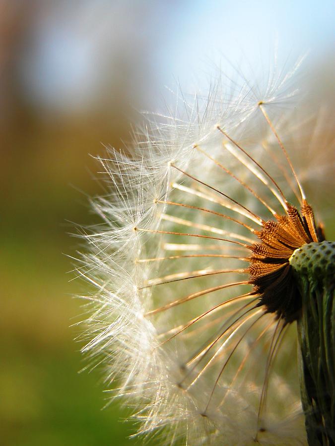 Wishing Weed Photograph by Wendi Rigsby - Fine Art America