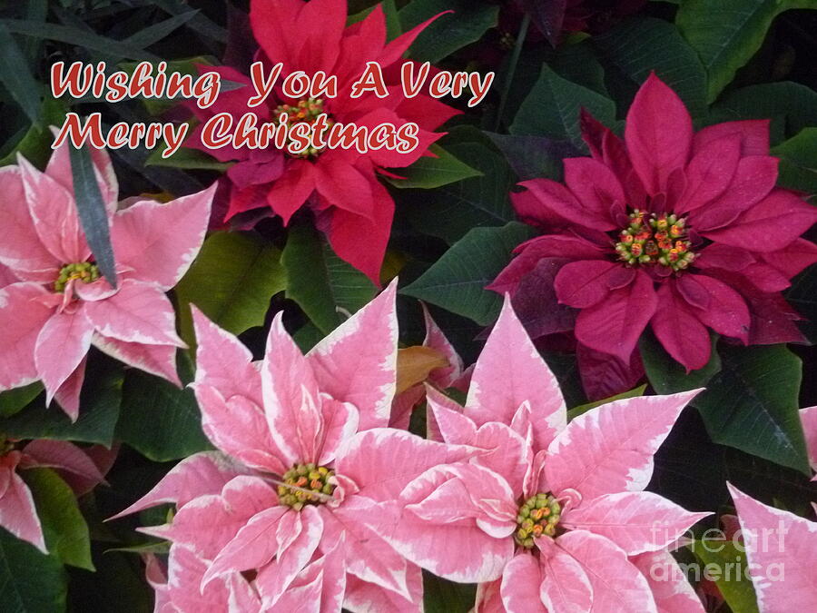 Wishing You A Very Merry Christmas Photograph by Lingfai Leung
