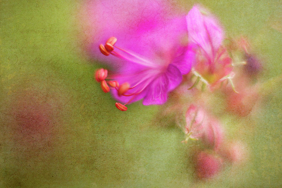 Spring Photograph - Wisp of Spring by Sharon Johnstone