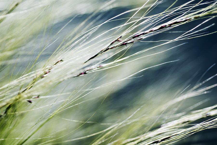 Wispy Grass Photograph by Ray Laskowitz - Printscapes