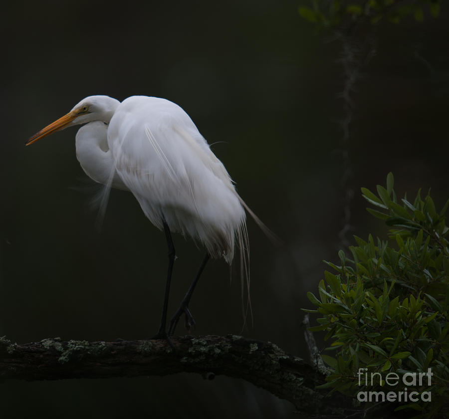 Egret Photograph - Wispy Great White Heron by Dale Powell