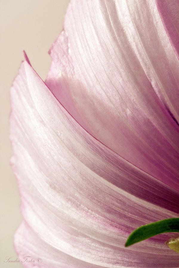 Wispy Pink Cosmo Petals Macro Photograph by Sandra Foster
