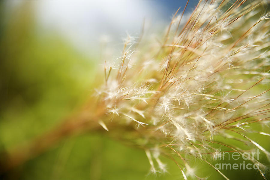 Wispy Plant Photograph by Kicka Witte - Printscapes