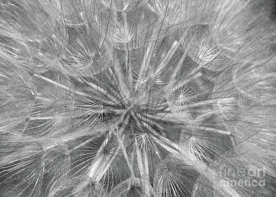 Wispy Weed Macro in Black and White Photograph by Carol Groenen