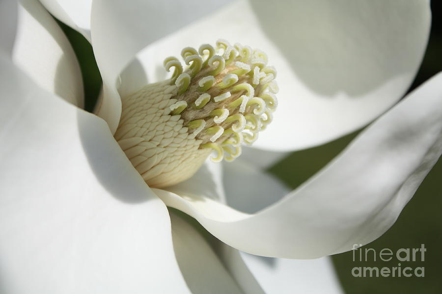 Wispy White Magnolia Grandiflora Photograph by Carol Groenen