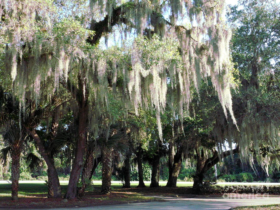 Wispy Willows Photograph by Charlotte Stevenson - Fine Art America