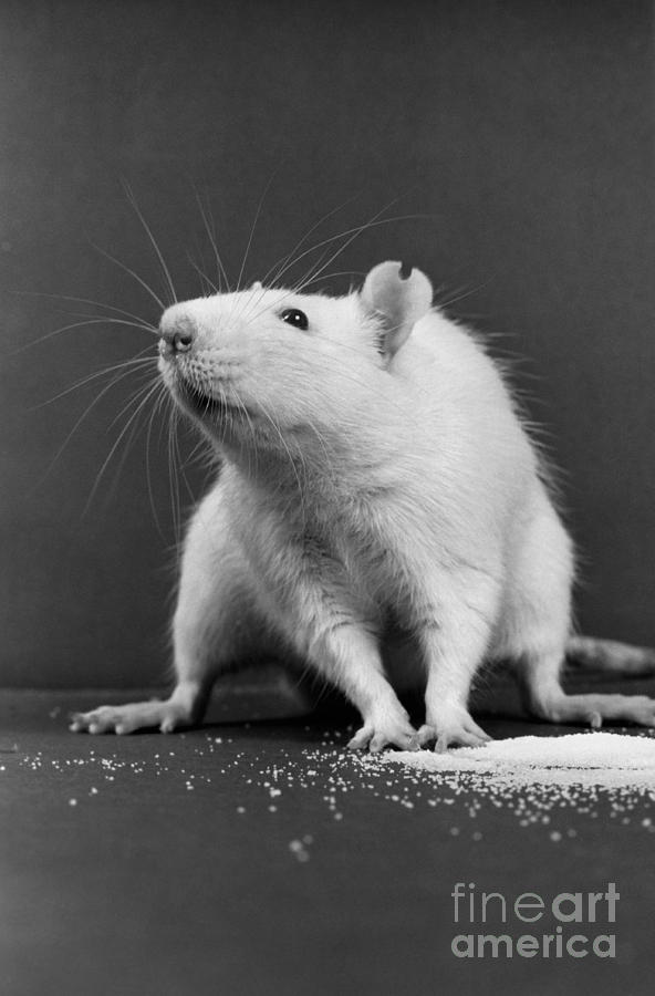 Black And White Photograph - Wistar Rat by Science Source