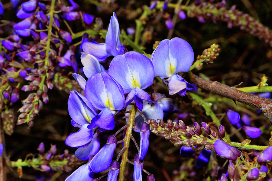Wisteria 005 Photograph by George Bostian
