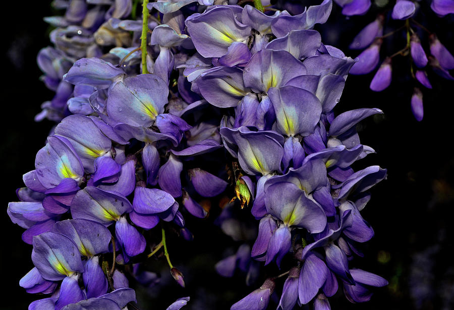 Wisteria 020 Photograph by George Bostian