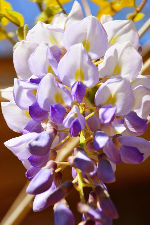 Wisteria 2 Photograph by Lisa Wooten
