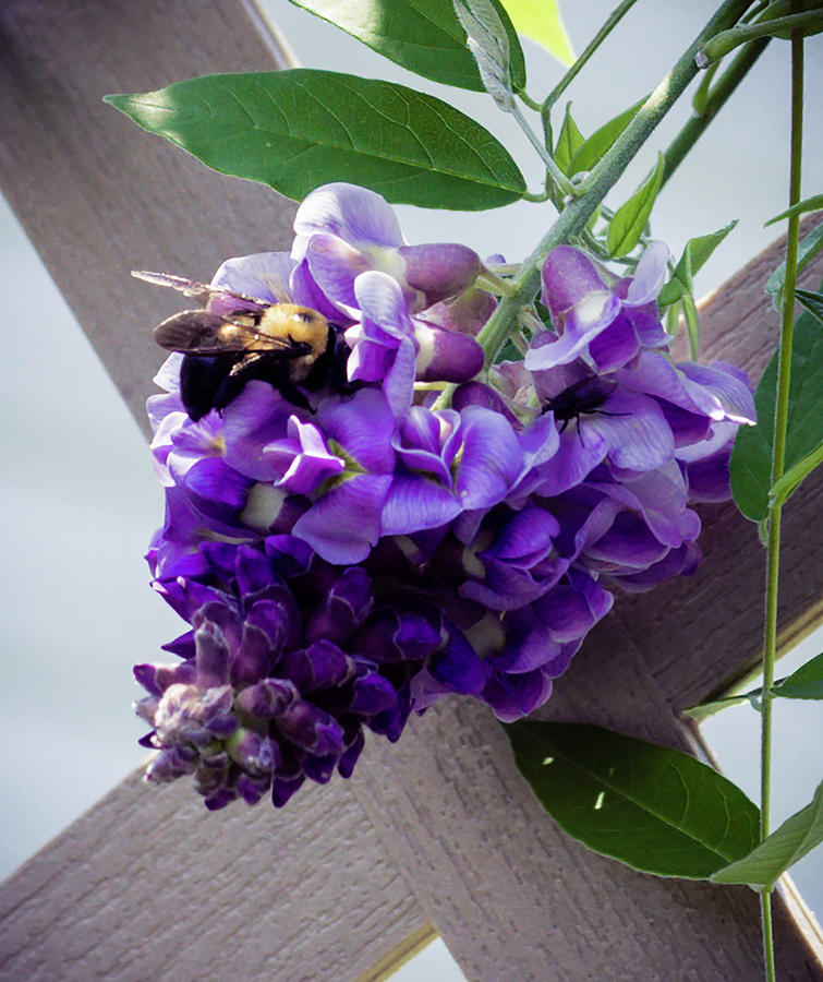Wisteria and Bee Photograph by Cathy Donohoue