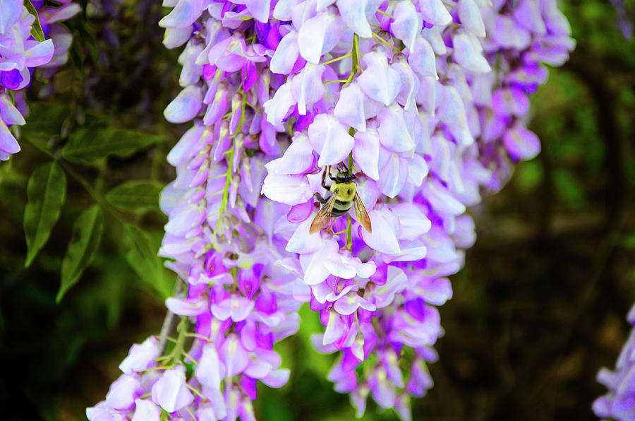 Wisteria And Bumblebee Photograph by Paul Mashburn