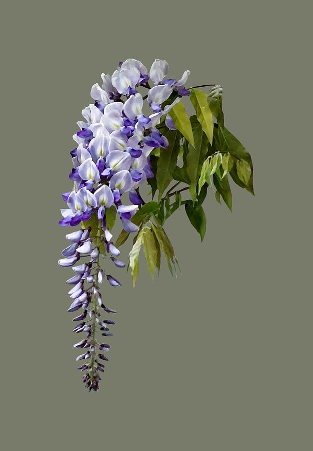 Wisteria and Leaves Photograph by Susan Savad
