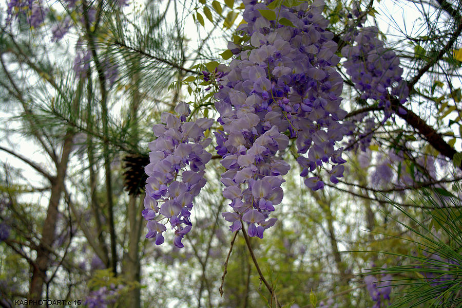 Wisteria and Pine Photograph by Kathy Barney
