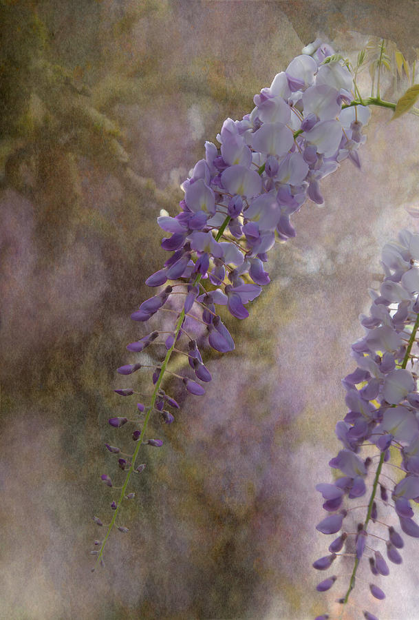 Flower Photograph - Wisteria by Angie Vogel