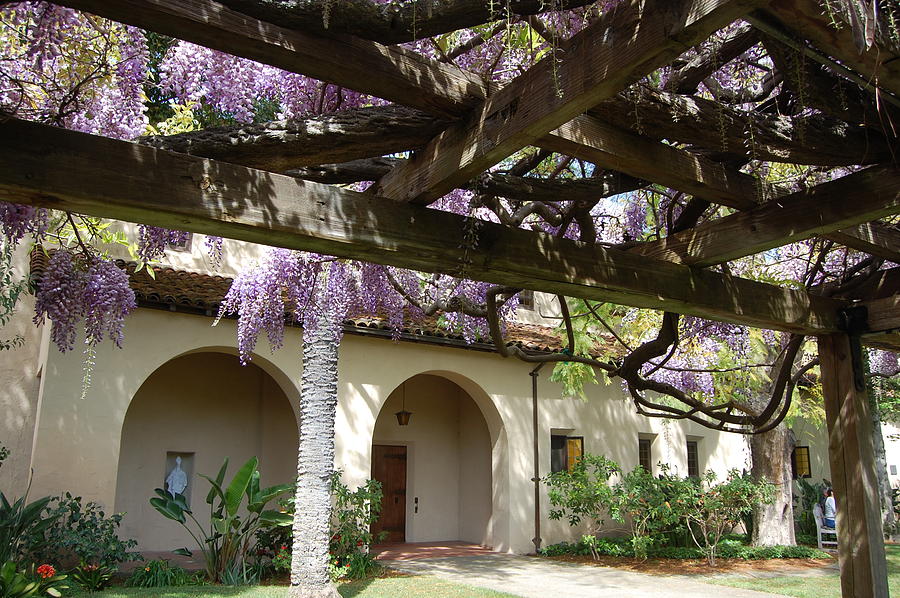 Wisteria Arbor Photograph by Carolyn Donnell