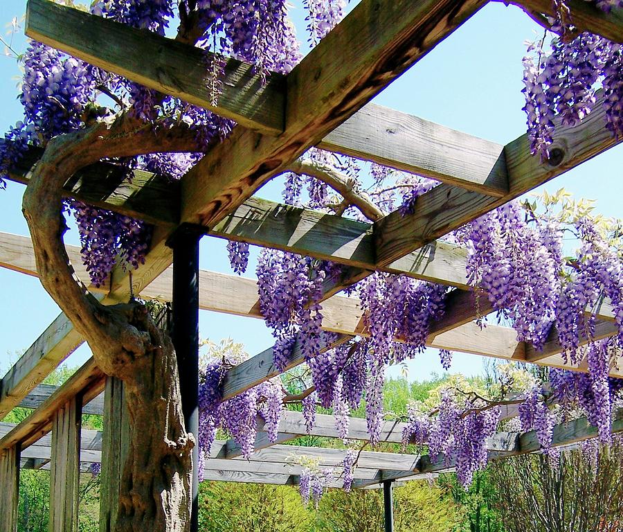 Wisteria Arbor Iris Posner 