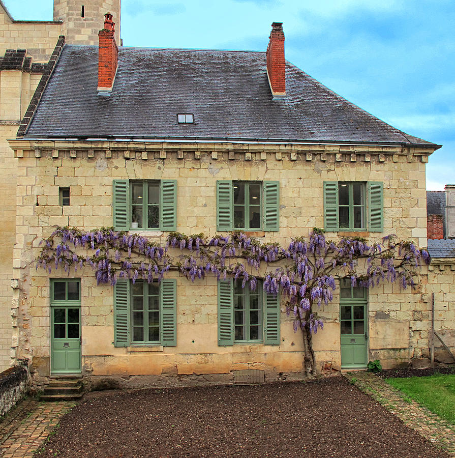 Wisteria At Fontevraud Abbey Photograph by Dave Mills