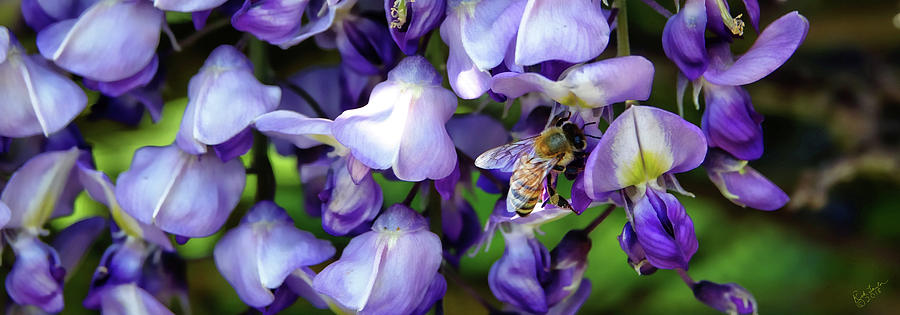 Wisteria Photograph - Wisteria Bee by Rick Lawler Wisteria Photograph - Wisteria Bee by Rick Lawler