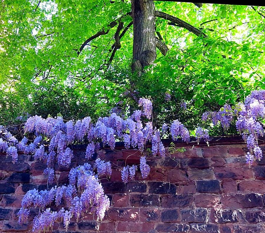Wisteria Photograph by Betty Buller Whitehead