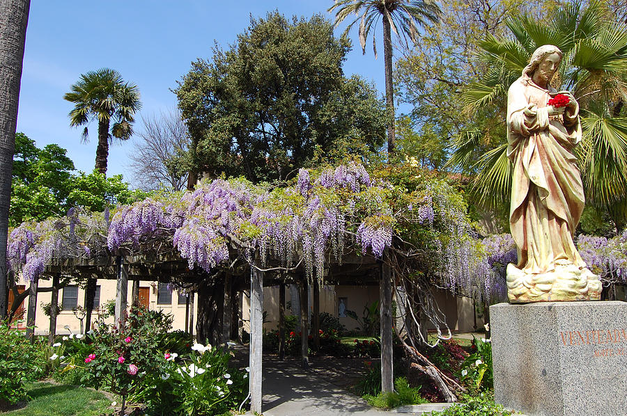 Santa Clara University Photograph - Wisteria Blessings by Carolyn Donnell