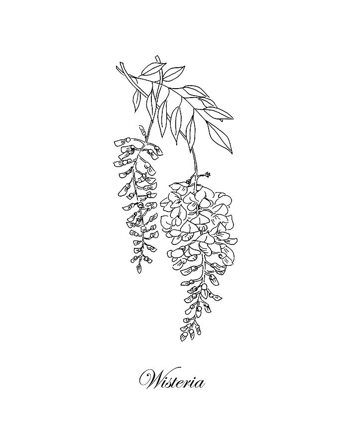 Wisteria. Botanical Drawing by Masha Batkova