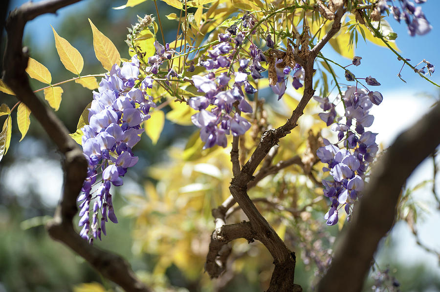 Spring Photograph - Wisteria Branches by Jenny Rainbow