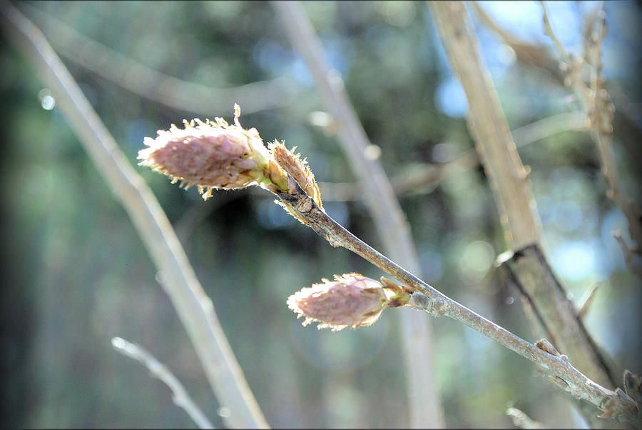 Wisteria Buds Photograph by Jennifer Coleman - Fine Art America