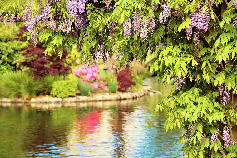 Wisteria by the Lake - Beacon Hill Park Victoria Photograph by Peggy Collins