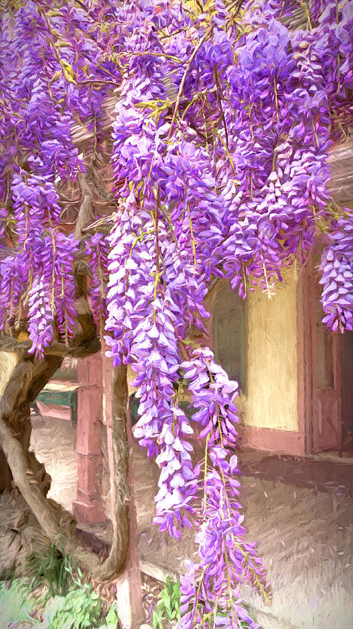 Wisteria Cascade Photograph by Susan Rissi Tregoning