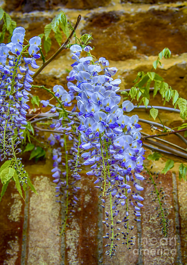 Wisteria Photograph by Chris Thaxter