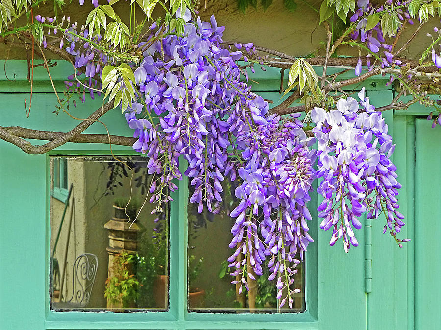 Flower Photograph - Wisteria Cottage Window by Gill Billington