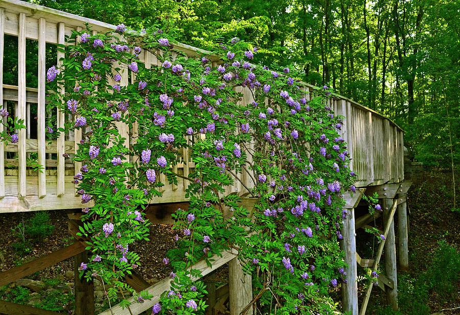 Wisteria Covered Walkway 001 Photograph by George Bostian