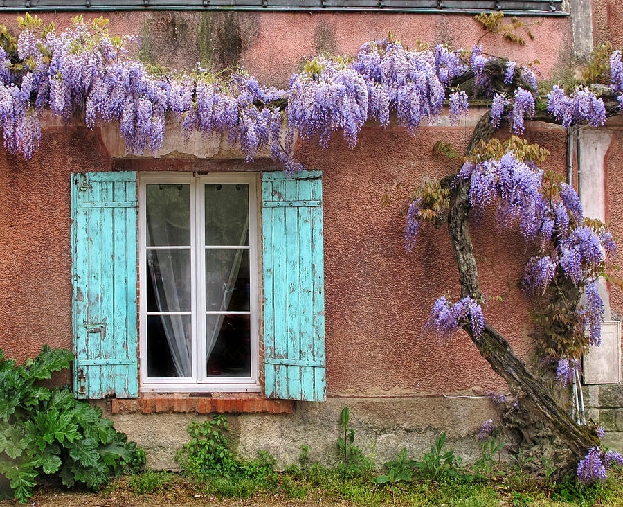 Wisteria Photograph by Dave Mills