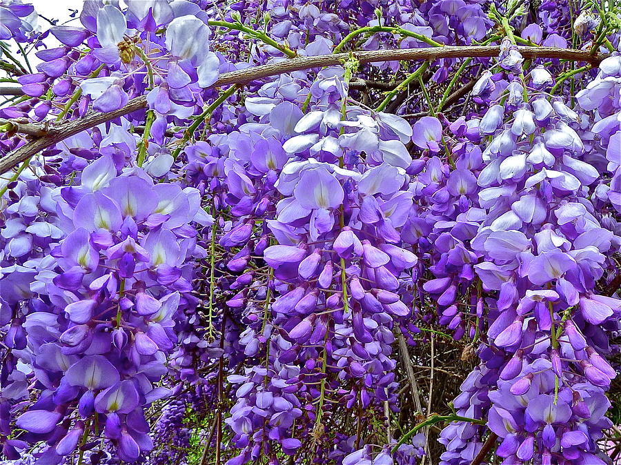 Wisteria Photograph by Diana Hatcher