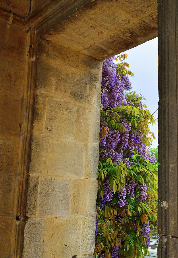 Wisteria Door Photograph by Kathy Yates
