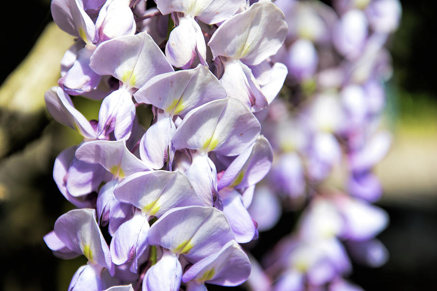 Wisteria by Ed Waldrop Wisteria by Ed Waldrop