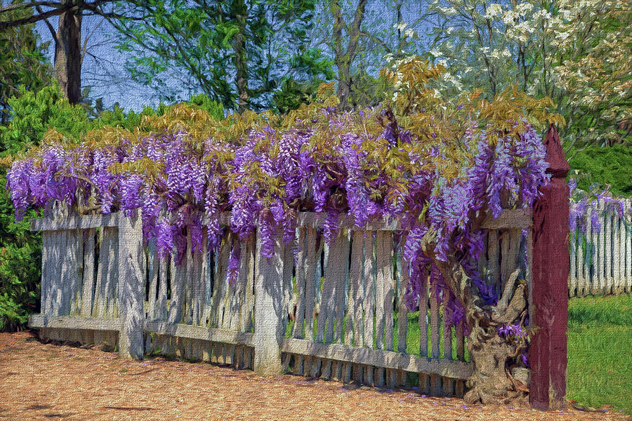 Wisteria Fence Photograph by Jerry Gammon